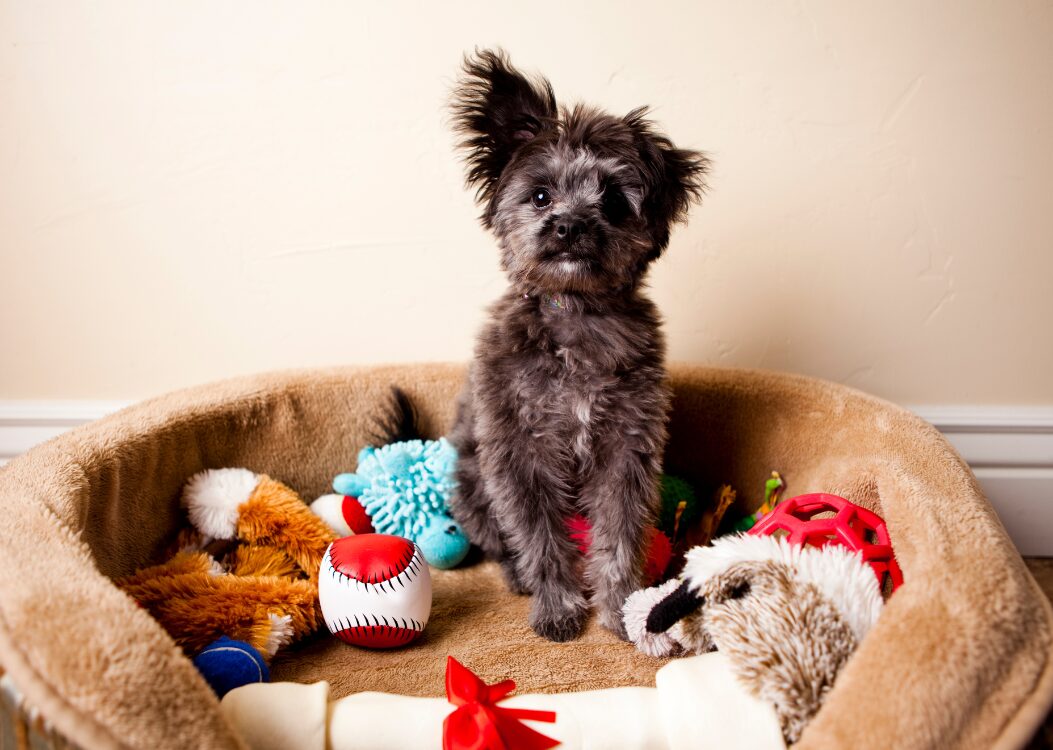 Why Interactive Pet Toys Are in High Demand