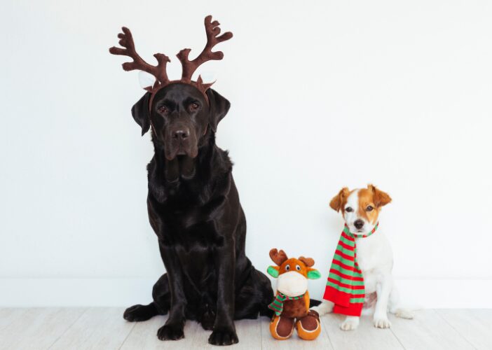 seasonal pet dropshipping products