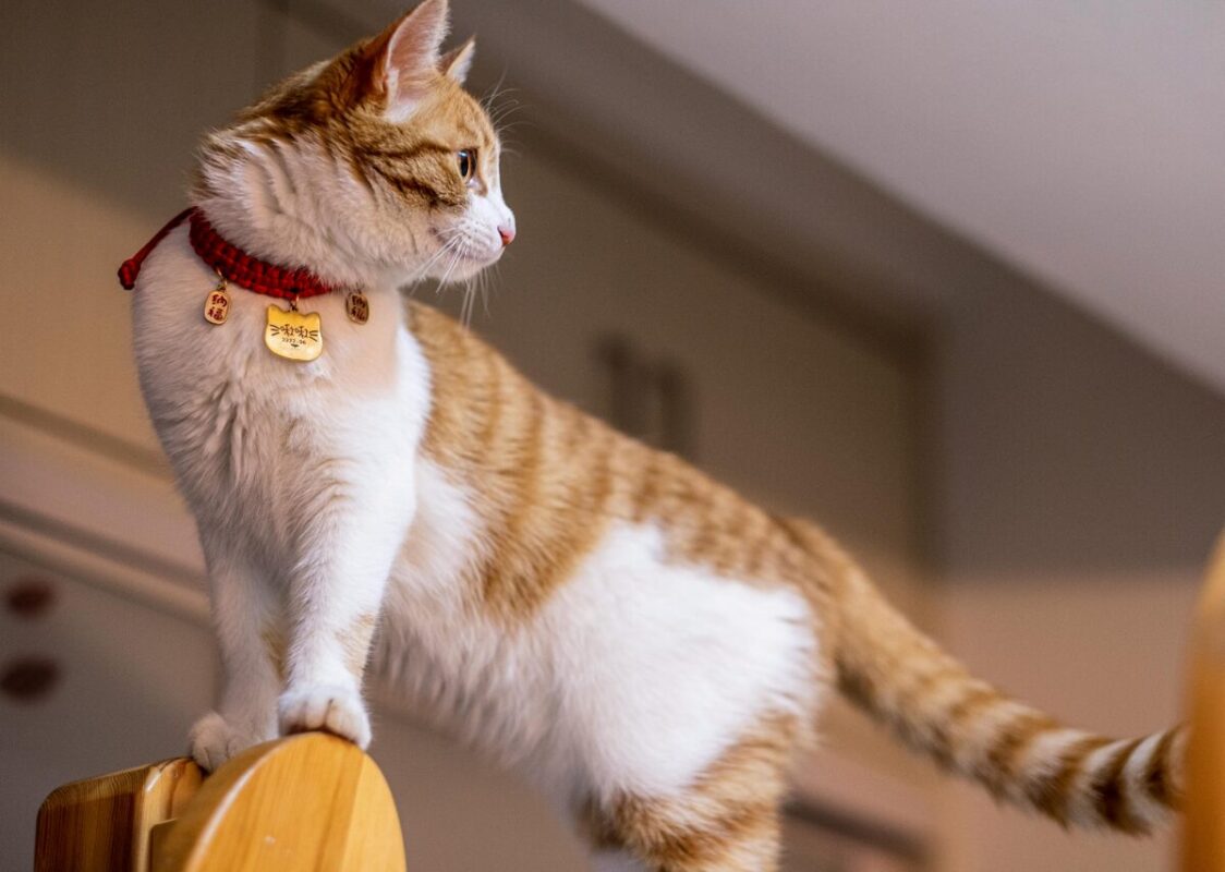 Personalized pet collars and tags dropshipping