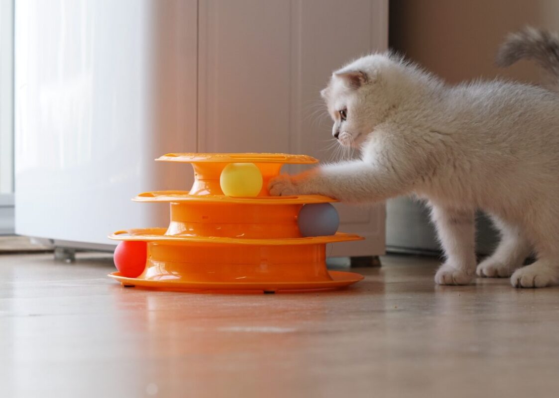 Succes in the Interactive Pet Toys Market For Dropshipping