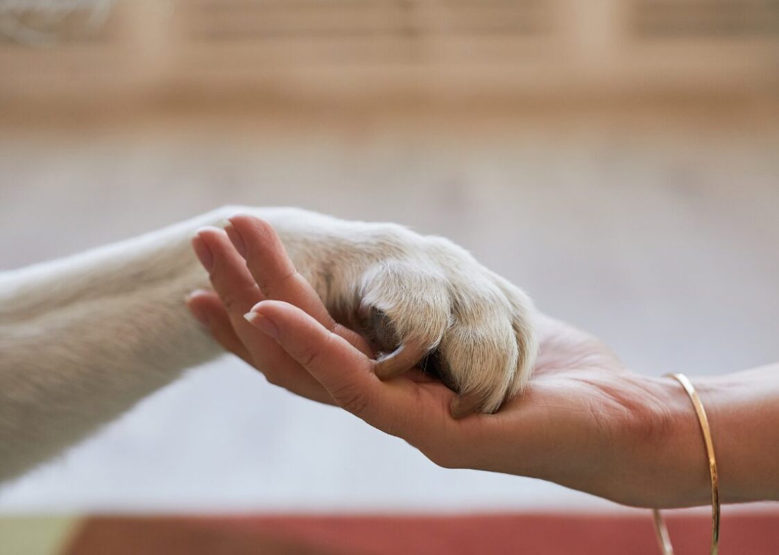 Pet Safety For Toys Dropshipping